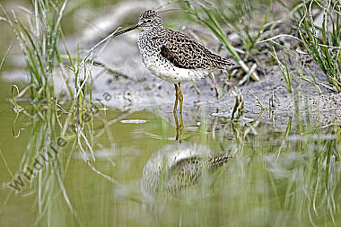 Teichwasserläufer