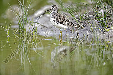 Teichwasserläufer