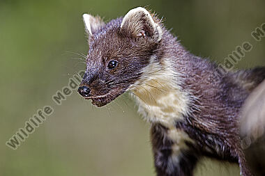 Baummarder