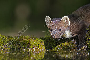 Baummarder