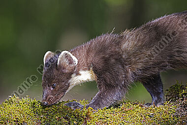 Baummarder