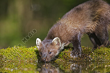 Baummarder
