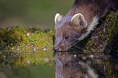 Baummarder