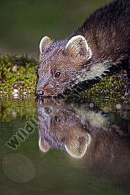 Baummarder