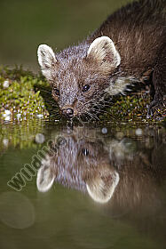 Baummarder