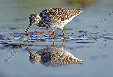 Bruchwasserläufer