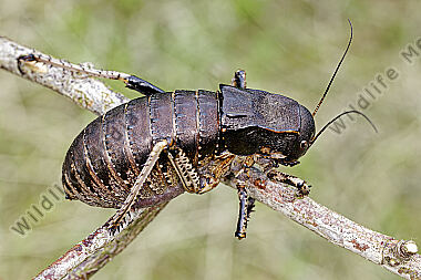 Balkan-Sattelschrecke