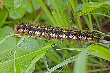 Grasglucke Raupe