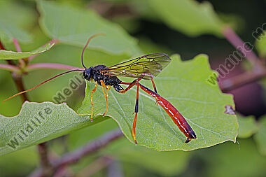Schlupfwespe Therion circumflexum