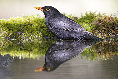 Amsel Männchen