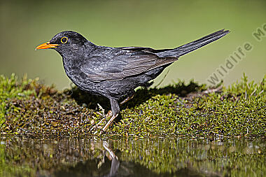 Amsel Männchen