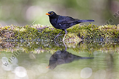 Amsel Männchen