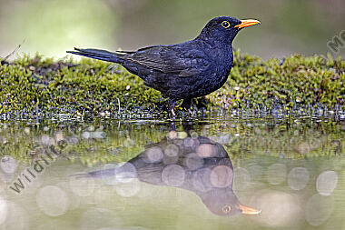 Amsel Männchen