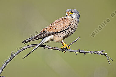 Turmfalke Männchen