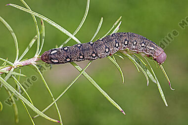 Fledermausschwärmer halberwachsene Raupe