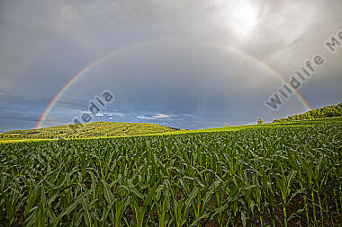 Regenbogen