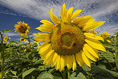 Sonnenblumenfeld