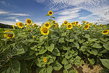 Sonnenblumenfeld