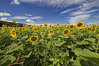 Sonnenblumenfeld