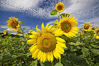 Sonnenblumenfeld