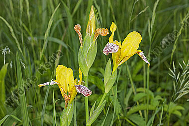Bunte Iris