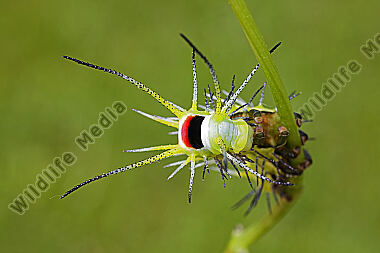 Birkenspinner Mirina christophi Raupe