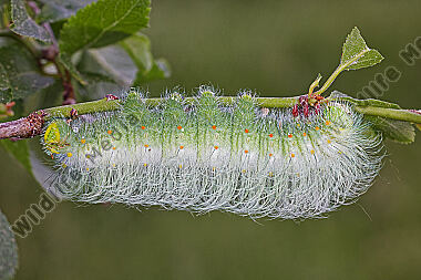 Pfauenspinner Saturnia thibeta Raupe