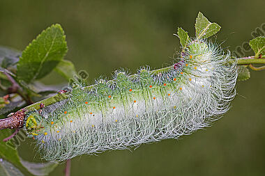 Pfauenspinner Saturnia thibeta Raupe
