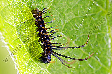 Birkenspinner Mirina christophi Eiraupe