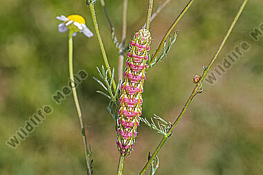 Kamillenmönch Raupe