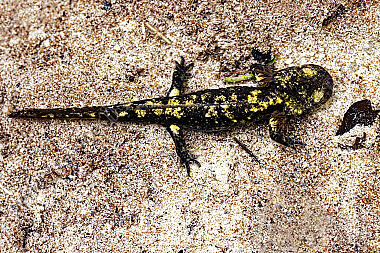 Feuersalamander Larve