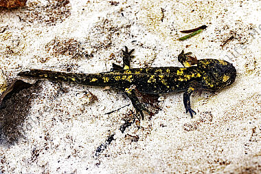 Feuersalamander Larve