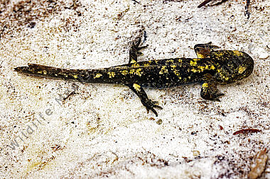 Feuersalamander Larve