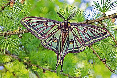 Isabellaspinner Männchen
