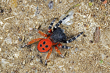 Rote Röhrenspinne Männchen