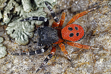 Rote Röhrenspinne Männchen