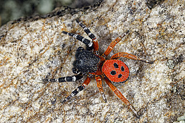Rote Röhrenspinne Männchen