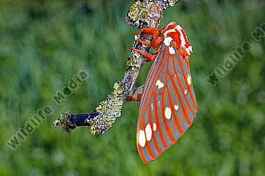 Citheronia regalis Falter