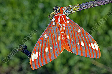 Citheronia regalis Falter