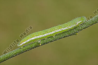 Aurorafalter Raupe