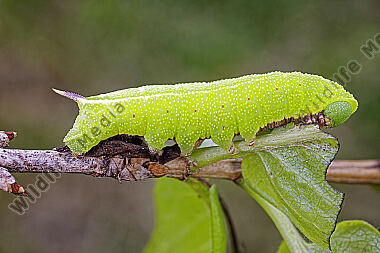 Hummelschwärmer Raupe