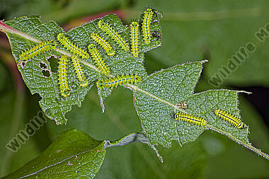 Pfauenspinner Aurivillius triramis Eiraupen