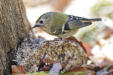 Wintergoldhähnchen
