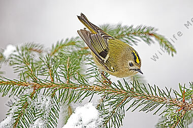 Wintergoldhähnchen