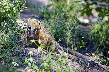Nasenbär