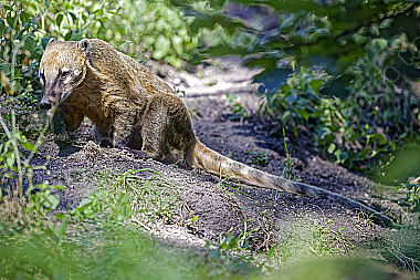 Nasenbär