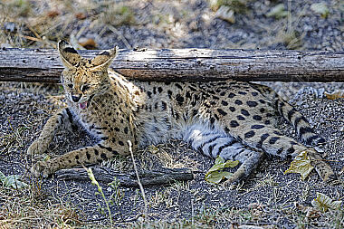 Serval