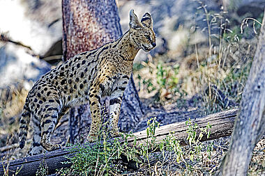 Serval