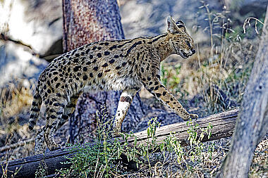 Serval