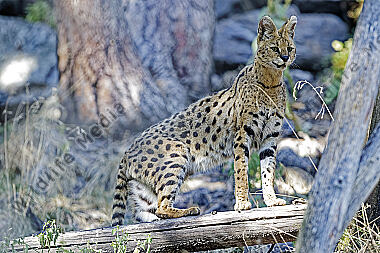 Serval